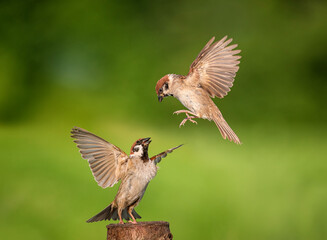 birds sparrows fly and fight with their wings spread near a stump against the background of a green...