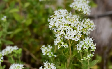 Obraz premium Wild plants and flowers. White thyme photos.
