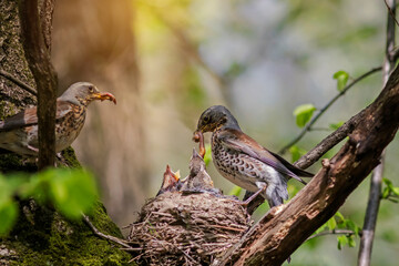 birds thrushes flew to the tree and brought earthworms in their beaks to the nest to their chicks in the spring sunny park