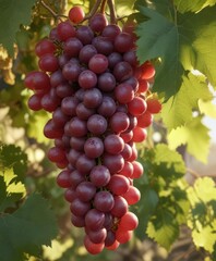 A bunch of red grapes nestled among the leaves of a mature grapevine, with a warm sun shining down on them, vines on tree, nature scene, leafy branches