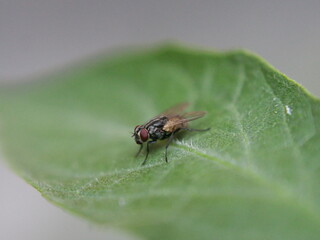 Close-up of a common housefly resting on a vibrant green leaf. Detailed textures of the fly's wings...