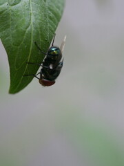 Close-up of a common housefly resting on a vibrant green leaf. Detailed textures of the fly's wings...