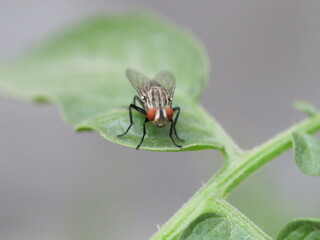 Close-up of a common housefly resting on a vibrant green leaf. Detailed textures of the fly's wings...