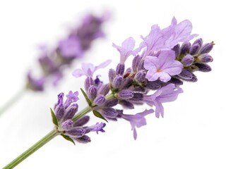Obraz premium Sprigs of lavender flowers isolated on a white background. Lavender blossoms. Bunch of lavender. 