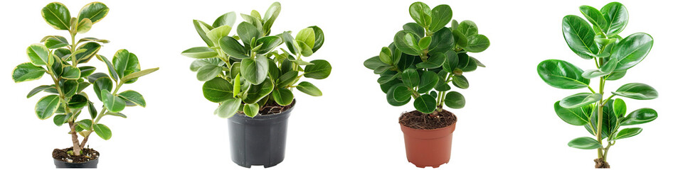 A collection of vibrant green potted baby rubber plants displayed in various containers, showcasing different shapes and sizes of leaves.