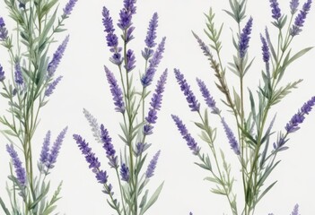 Fototapeta premium Soft watercolor floral arrangement of lavender stems and leaves on a white background, delicate petals, garden scene