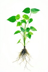Plant with Green Leaves and Roots