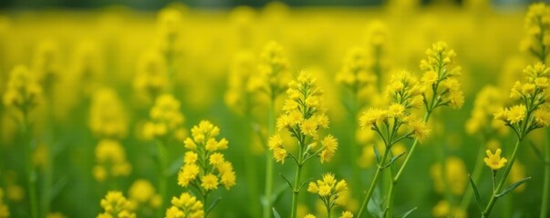 Obraz premium Ferula foetida in a sunny field with yellow flowers and green foliage, arid environment, wildflowers, asafoetida