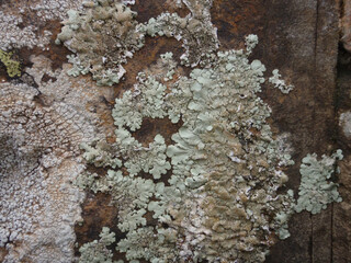 Lichene