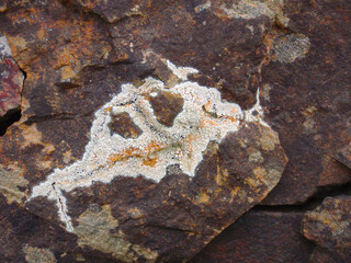 Lichene