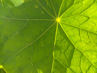 Natura