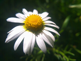 Margherita © Steve Fossiant