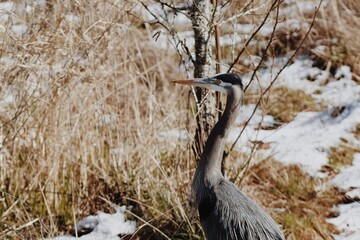 Obraz premium Heron