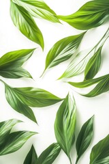 Fototapeta premium Green leaves on white surface