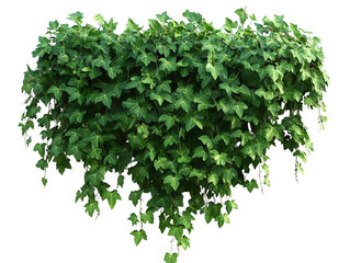 Fototapeta premium a green climbing ivy hanging isolated on a transparent background