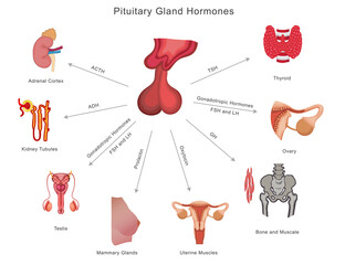 Pituitary gland hormones regulate growth (GH), stress (ACTH), metabolism (TSH), reproduction (FSH, LH), lactation (PRL), and water balance (ADH), influencing body functions