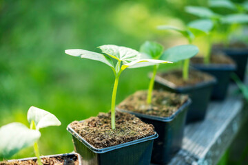 Young plants for planting in the vegetable garden