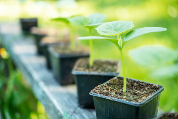Growing seedlings for planting in your own garden.