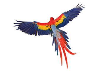 Fototapeta premium Beautiful feathers on the back of Scarlet Macaw parrot isolated on transparent background png file 