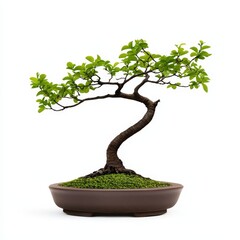 Bonsai tree with intricate branches in a brown pot on a white background