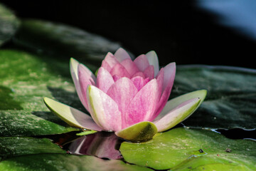 Flor de loto en un estanque