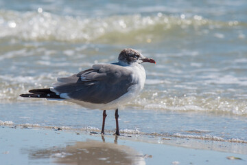 Laughing Gull standing at the surf