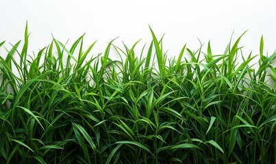 Flower grass petals Photo Overlays, Photoshop Overlays, Summer overlays, Golden Fields, png