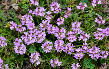 Wild plants and flowers. White thyme photos.