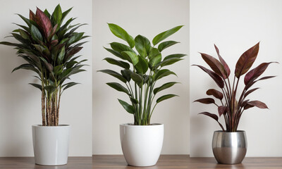 Obraz premium Rubber Plant (Ficus elastica) Large, shiny, dark green leaves with a subtle burgundy tint in a tall white ceramic planter,