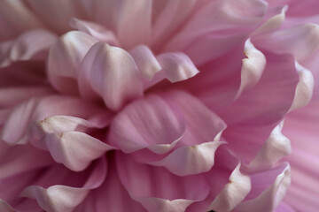 Closeup image of pink chrysanthemum petals