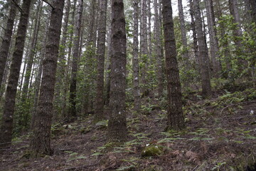 pine forest in the morning