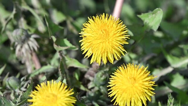dandelion in the grass