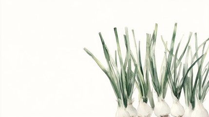 Fresh green onions on white background.