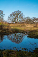 Serene Tree Reflected in a Still Pond Surrounded by a Quiet Landscape