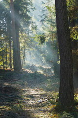 Mglisty poranek w sosnowo świerkowym lesie. Między drzewami unosi się opar mgły. Gałęzie drzew i mgła oświetlane są promeniami wschodzącego słońca. © boguslavus