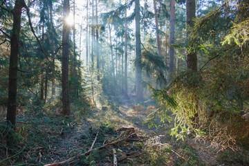 Mglisty poranek w sosnowo świerkowym lesie. Między drzewami unosi się opar mgły. Gałęzie drzew i mgła oświetlane są promeniami wschodzącego słońca. © boguslavus