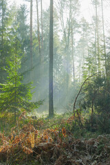Mglisty poranek w sosnowo świerkowym lesie. Między drzewami unosi się opar mgły. Gałęzie drzew i mgła oświetlane są promieniami wschodzącego słońca. © boguslavus