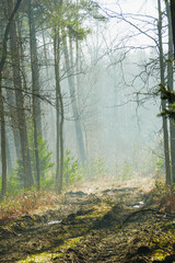 Mglisty poranek w sosnowo świerkowym lesie. Między drzewami unosi się opar mgły. Gałęzie drzew i mgła oświetlane są promieniami wschodzącego słońca. © boguslavus