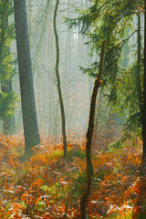 Mglisty poranek w sosnowo świerkowym lesie. Między drzewami unosi się opar mgły. Gałęzie...