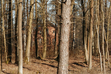 Las wczesną wiosną. Poszycie ma brązowy kolor. Między pniami drzew widać fragmenty domu z czerwonej cegły. Jest słoneczny dzień. © boguslavus