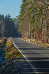 Prosta asfaltowa droga w wysokim sosnowym lesie. Niebo jest bezchmurne, dzień jest słoneczny. © boguslavus