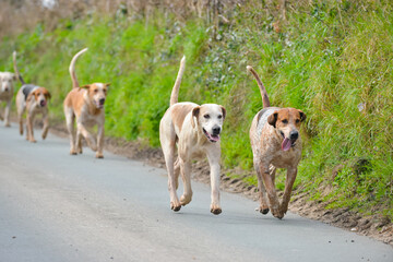 Out with the hunt, hounds scenting  a fox whilst out fox hunting in rural Shropshire. Fox hunting with dogs is illegal in the UK  and legally should be trail hunting.