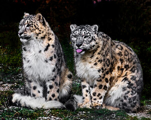 Snow leopards near the fence. Latin name - Uncia uncia	