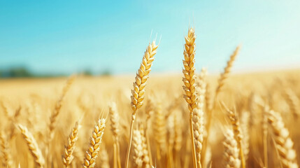 Fototapeta premium Peaceful Golden Wheat Fields Under a Clear Blue Sky in a Serene Landscape View