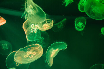 illuminated jelly fish in the aquarium green light © Krystsina
