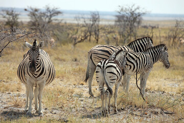 Obraz premium Group of Zebra in the heat of the day, Etosha National Park Namibia 