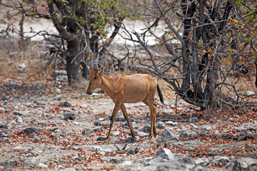 Hartebeest crossing rocky ground, Etosha National Park Namibia
