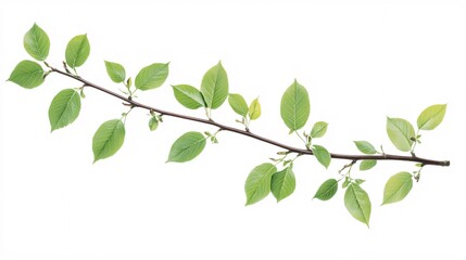Fototapeta premium A fresh green branch with vibrant leaves against a white background.