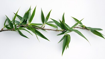 Obraz premium A vibrant branch of bamboo leaves against a clean white background, showcasing nature's elegance.