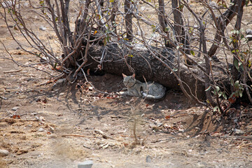 African Wildcat lying in the shade, Etosha National Park Namibia
